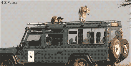 Cheetah-poops-safari-jeep.gif