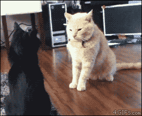 Calm-cat-attack