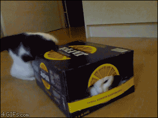 Cat-squeezes-into-box-fits.gif
