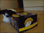 Cat-squeezes-into-box-fits