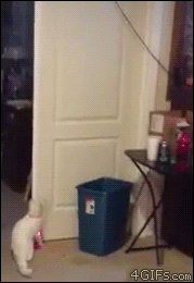 Cat-laser-pointer-trash-can-dunk