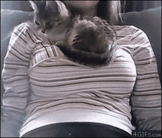 [Image: Kitten-naps-soft-chest.gif]