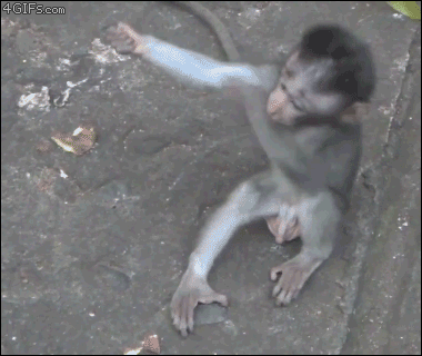 Baby-monkey-wants-mom-hug