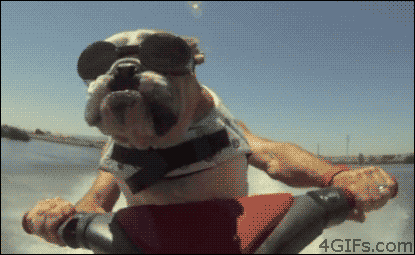 Boub'versaire Dog-rides-jet-ski
