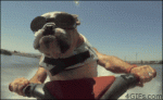 Dog-rides-jet-ski