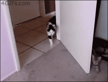 Kitten-sneak-attacks-cat