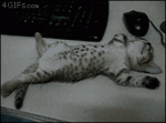 Kitten-napping-table