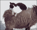 Cat-rides-sheep