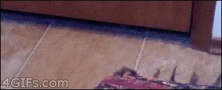 http://forgifs.com/gallery/d/207084-1/Cat-steals-carpet.gif?