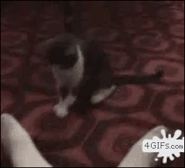 Cat-hind-legs-dance