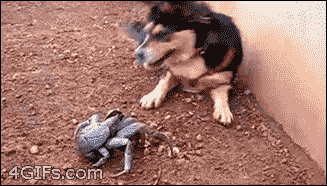 Dog-plays-with-crab
