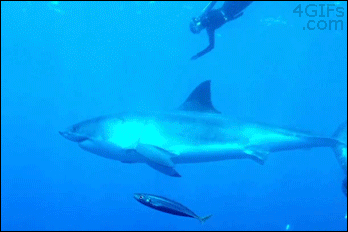 Diver-rides-shark