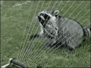 Raccoon-sprinkler-water-harp