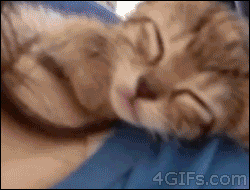 Shoulder-kitten-falls-asleep