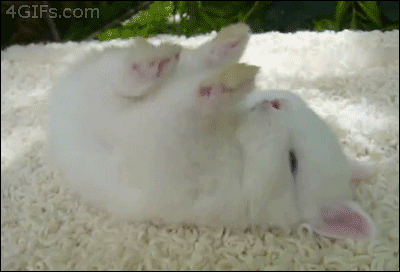 Rabbit-sleeps-on-back