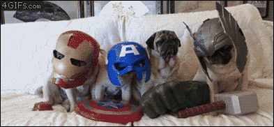 Avengers-pugs