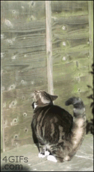 Cat-jumps-fence-slow-motion