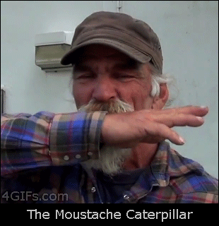 Moustache-caterpillar