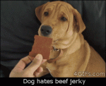 Dog-hates-beef-jerky