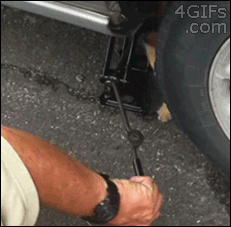 http://forgifs.com/gallery/d/208467-1/Kitten-vs-car-tire-jack.gif