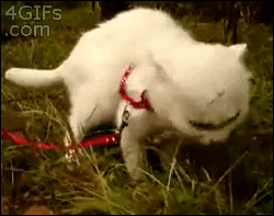http://forgifs.com/gallery/d/208487-1/Dramatic-grass-cat-reaction.gif