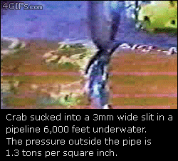 Crab-sucked-into-pipe
