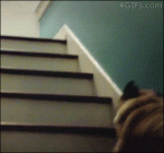 Pug-stairs-bouncing-hop