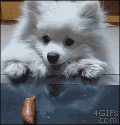 http://forgifs.com/gallery/d/209020-1/Puppy-sausage-table.gif