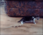 Lizard-scares-kitten