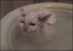 Cat-enjoys-warm-bath