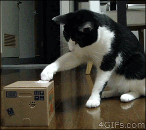 Toy-bank-confuses-cat.gif
