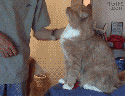Demanding-cat-pulls-shirt
