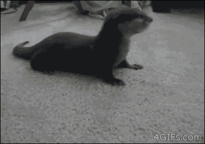 Baby-otter-vs-toy-walrus