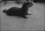 Baby-otter-vs-toy-walrus