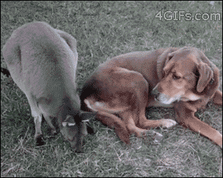 Dog-kangaroo-kiss