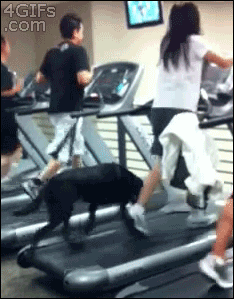 Dog-treadmill-jogging
