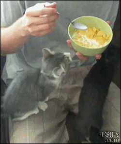 Kitten-hangs-cereal-bowl