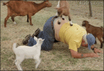 Goat-back-massage