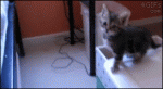 Kitten-jump-fail