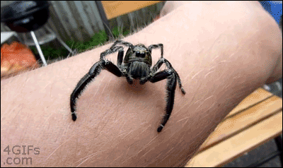 Jumping-spider.gif