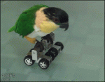 Parrot-bird-roller-skates