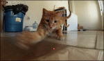 Cat-chasing-laser-pointer