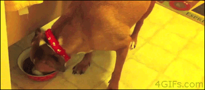 Sneaky-puppy-steals-dog-food.gif