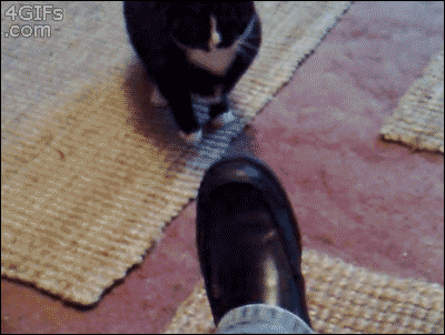 Crazy-cat-attacks-shoe.gif