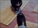 Crazy-cat-attacks-shoe
