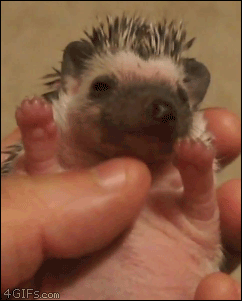 Baby-hedgehog-yawning