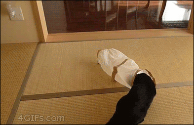 Tube-cat-sneak-attacked.gif