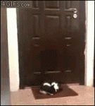 Sleeping-cat-blocks-door