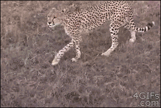 Cheetah-stalking-safari-tourists.gif