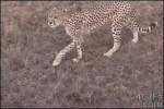 Cheetah-stalking-safari-tourists